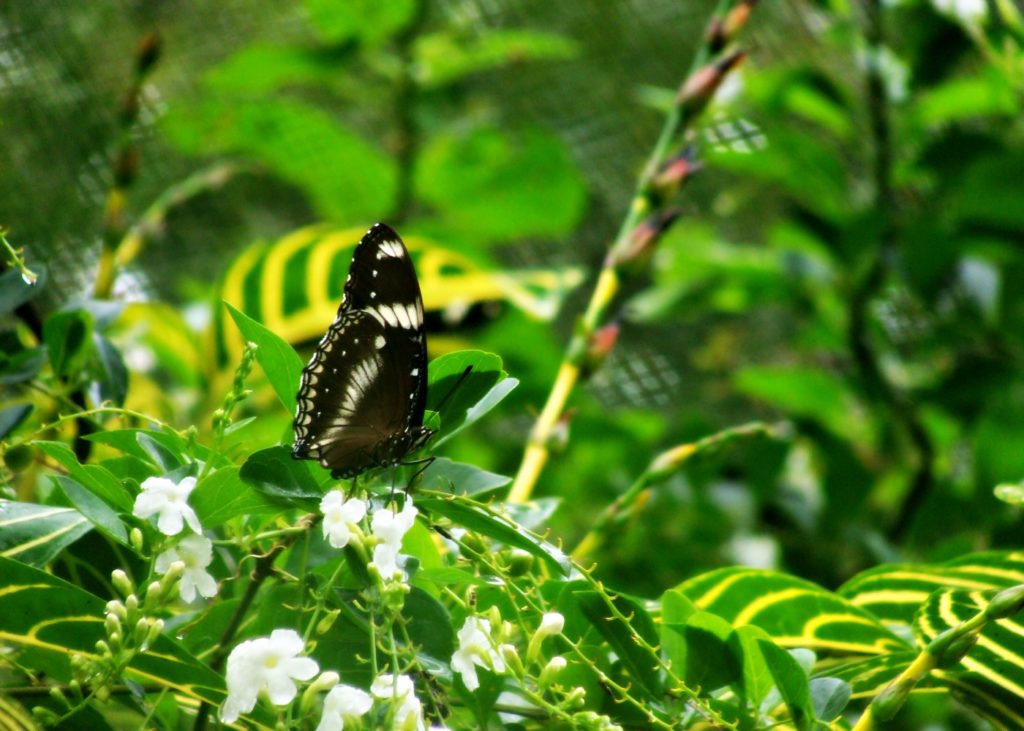 Butterfly Garden Bohol
