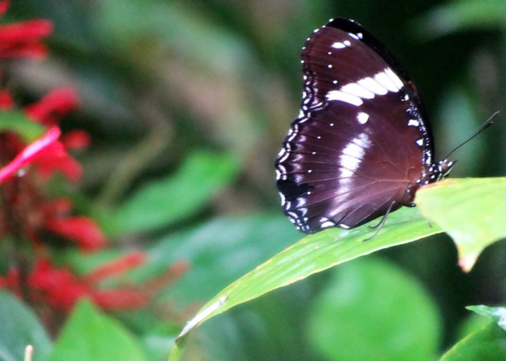 Butterfly Garden Bohol