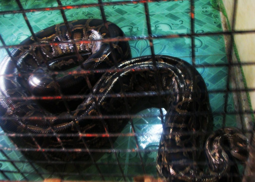 Snake Bohol Philippines